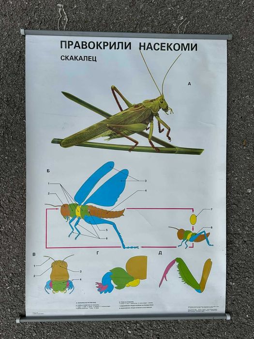 Соц Учебни Плакати Постери Биология