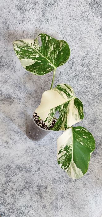 Монстера Альба .