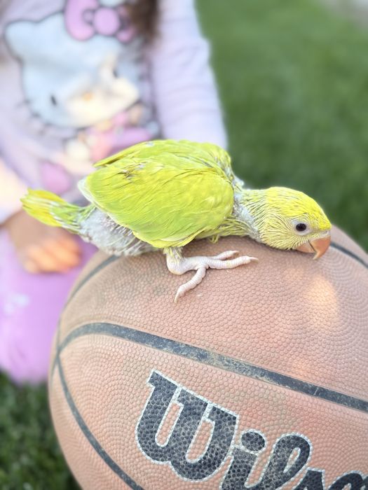 Papagali micul alexandru Puiuti super blanzi obisnuiti cu copiii