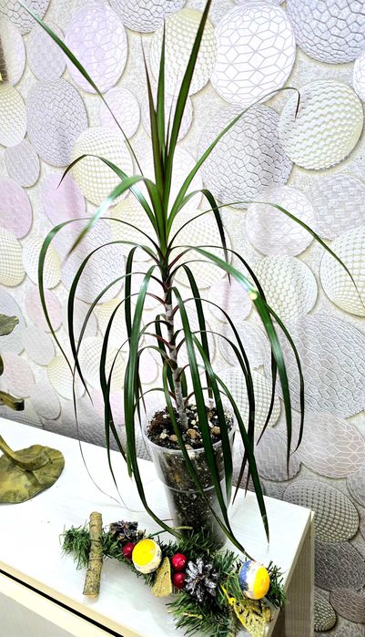 Драцена..комнатная пальма