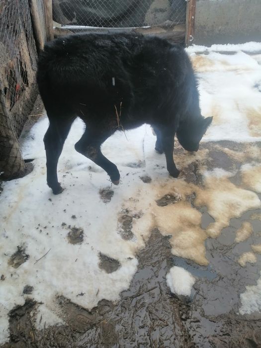 Vând vițele de rase diferite