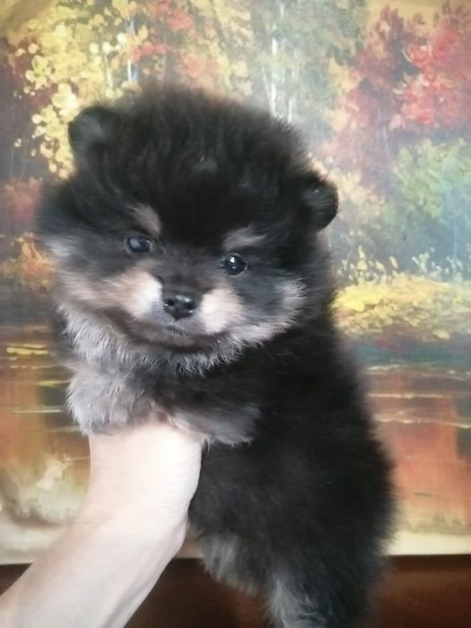 Сладкие медвежата