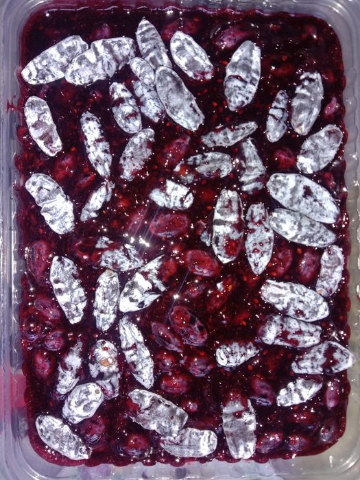 Жимолость свежезамороженная