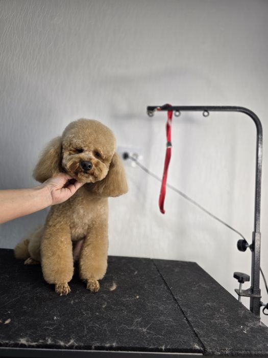 Стрижка собак,Груминг В отличном салоне!