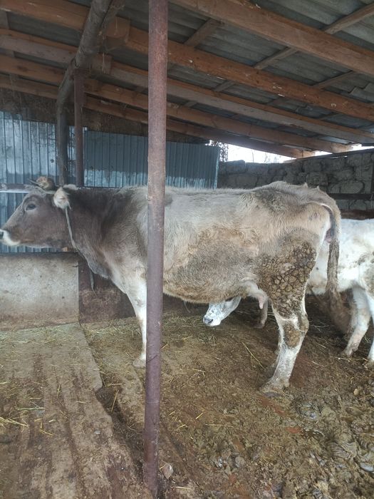 Алатау сиыры сатылады