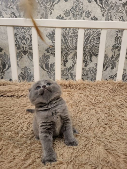 шотландские котики