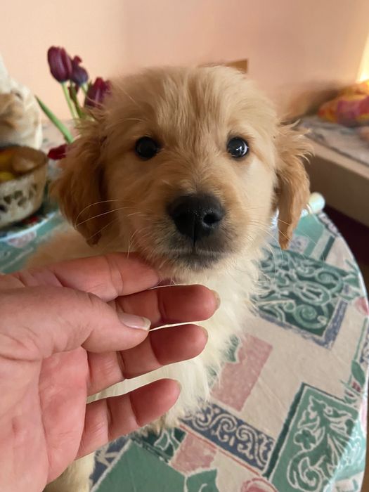 Голдън ретривър игриво момченце