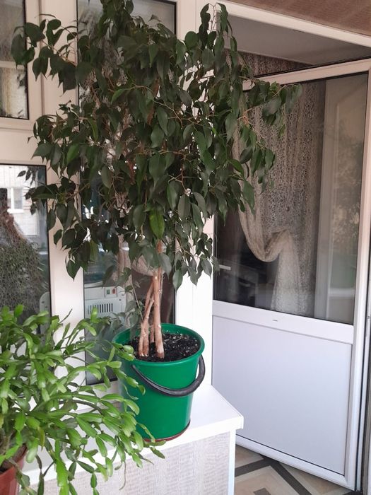 Продаю домашние фикусы