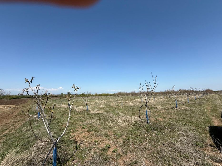 Продава се Земеделски имот в Перущица -  кв.м за 2307 €/дка - Снимка #10