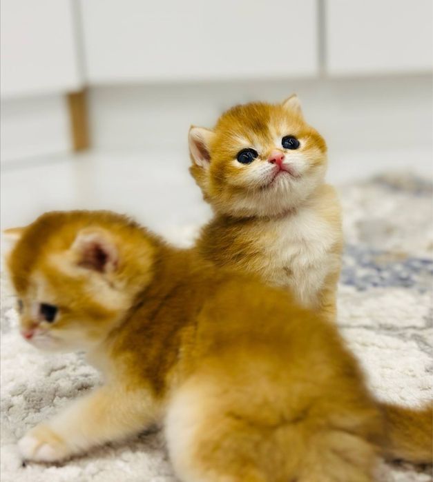 Кот на вязку привазной кот