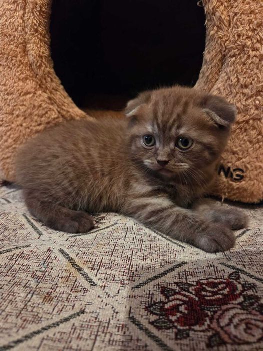 Шотландские вислоухий