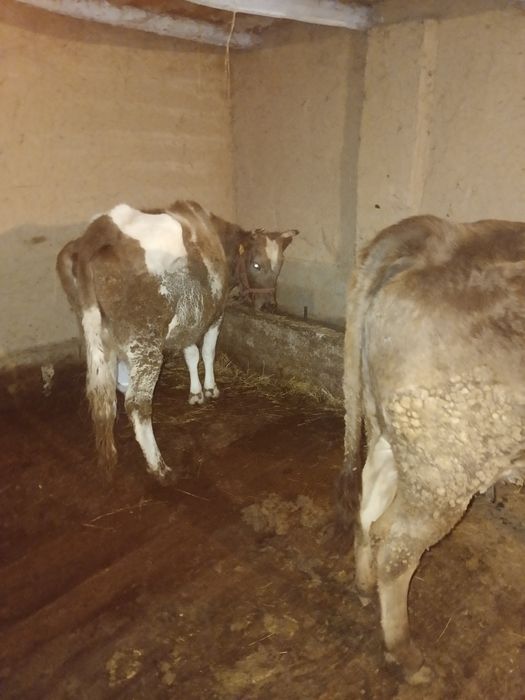 Коныр ала сиыр сатылады