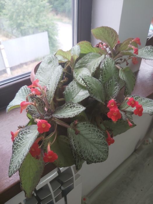 Продам цветы комнатные.