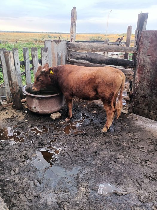 Продам телят и бычка,