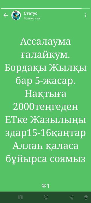 Жылқы бордақы. 5-жасар семіз.