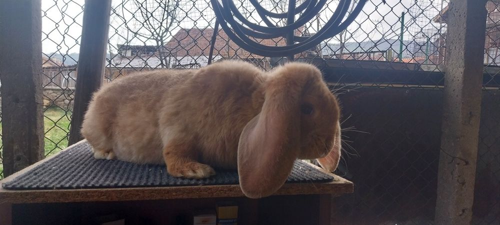Зайци за разплод френски кочоват