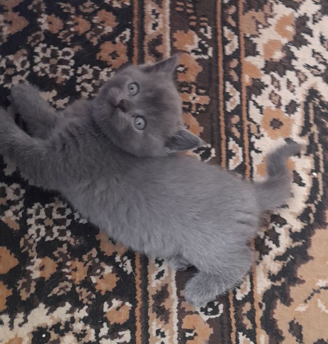 Ажойиб  мушукчалар