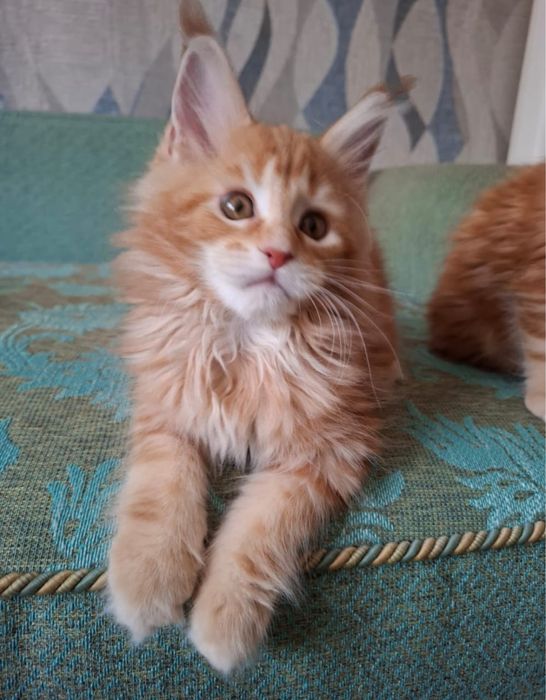 Мейн куны оригиналы