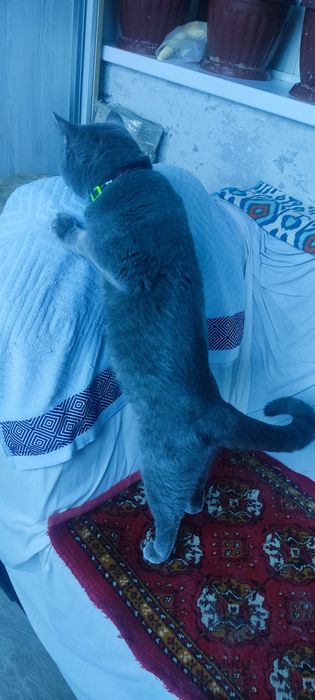 Кот скотиш страид для вяску. Mushuk qöshish uchun skotish straid.