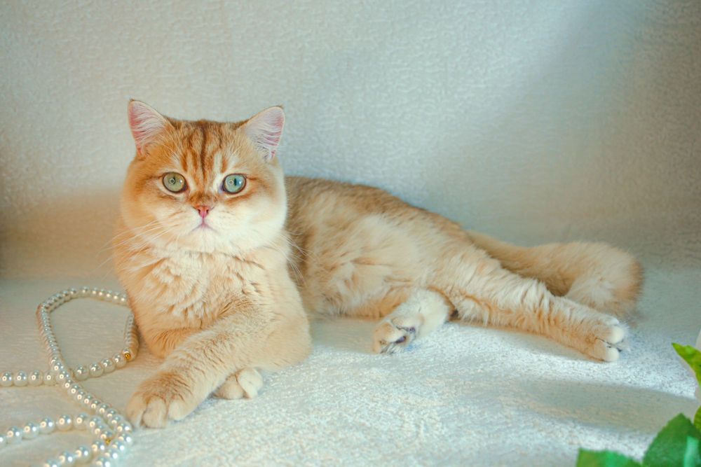 Британская золотая шоколадная шиншилла из Питомника Catalin_Castle