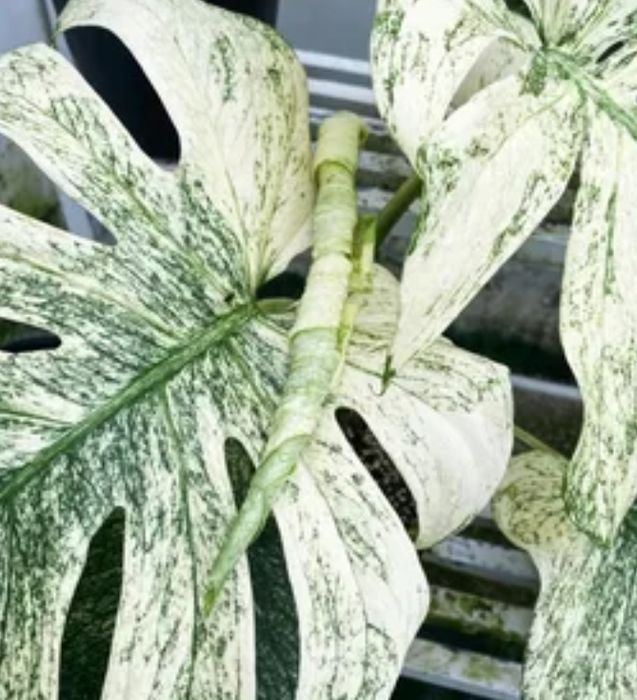 Детка монстеры Вайт монстр