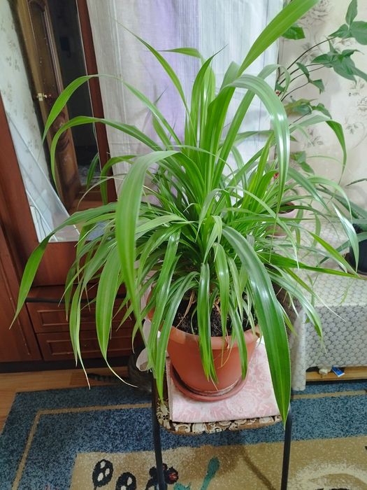 Продам цветы комнатные