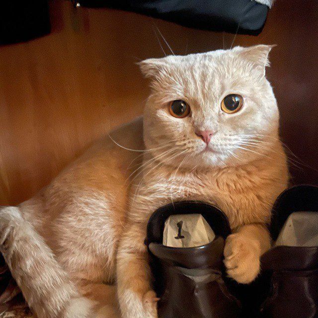 Кот ищит вязку скоттиш фолд