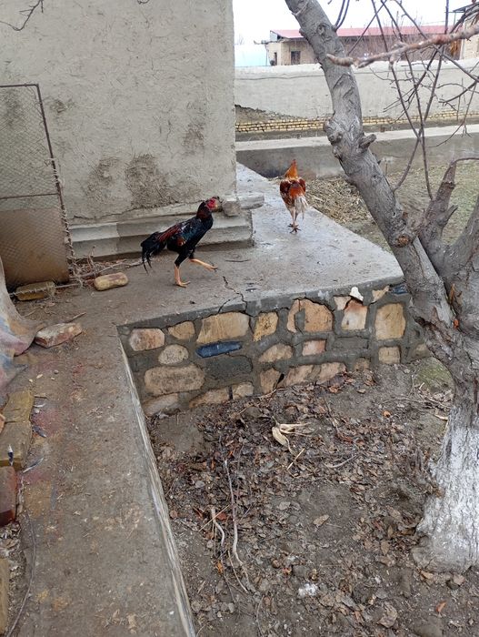 Майски Жужа ху́роз зоти шамо сотилади