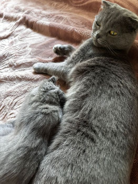 Котенок британец