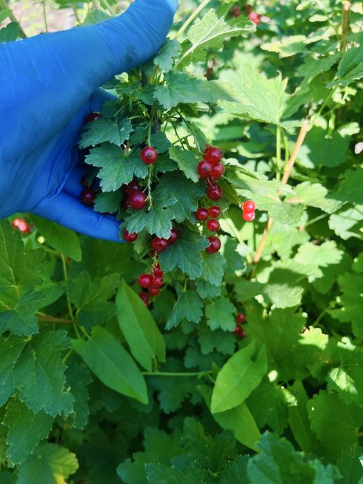 Продам дачу Здоровье