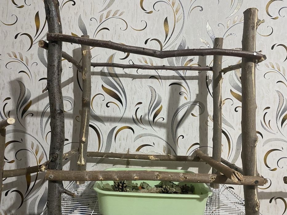 продам попугаев, клетки, стенды, все вместе 30к