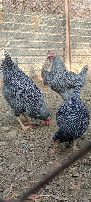 Амрокс германский ления қораздар