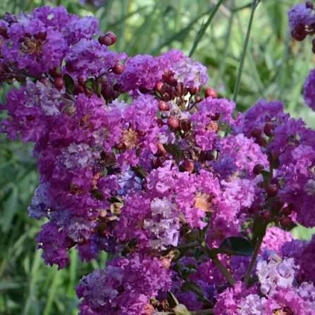 Liliac Indian (Flori Mov )