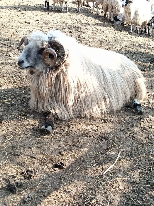 Vând  berbec frumos