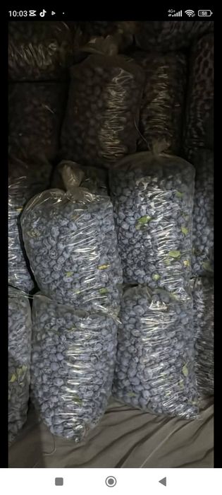 vând prune de țuică livrarea se face gratuit la domiciliul clientului pentru detalii 0733207585