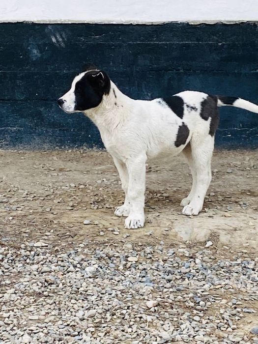 Алабай күшік сатылады