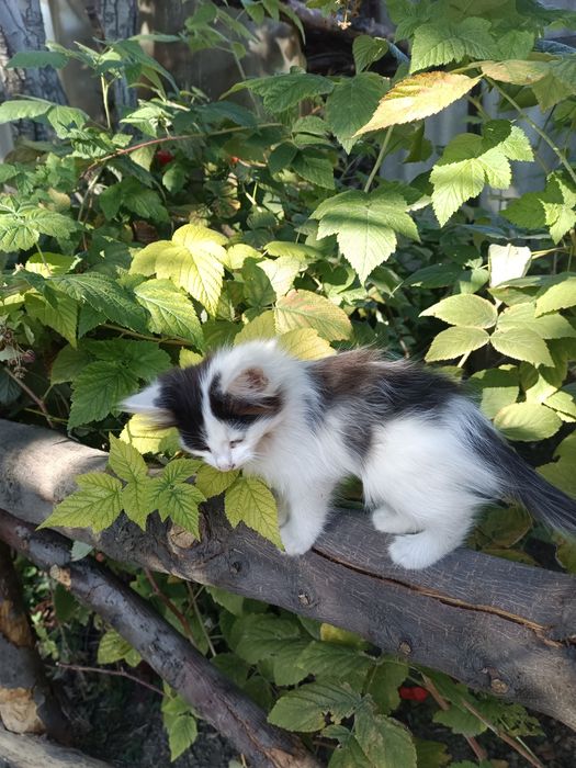 Отдам котика в добрые руки