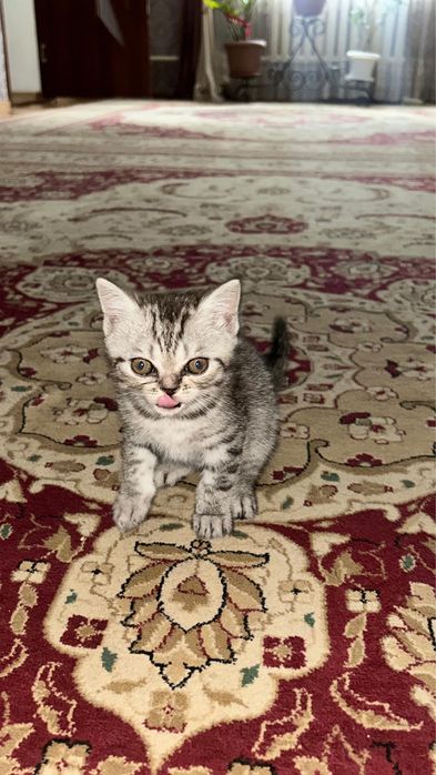 Продам милого котенка