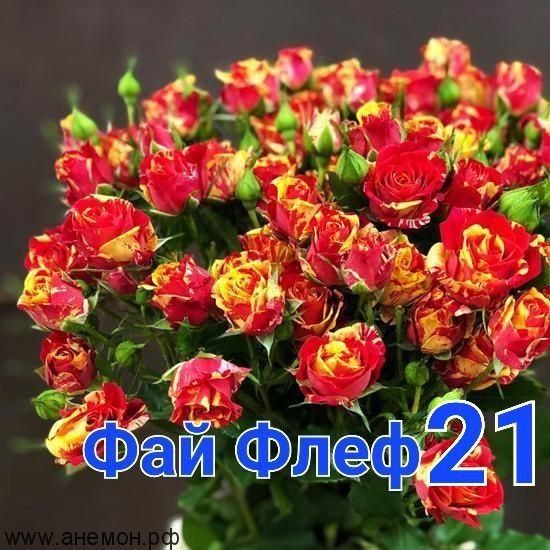 Atirgul ko'chatlari sotiladi