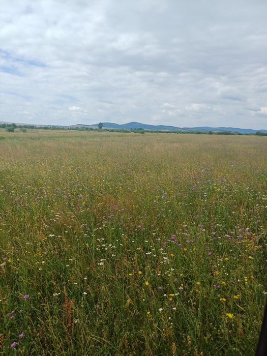 Baloti rotunzi de Fan