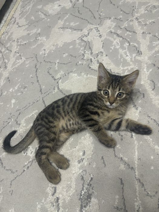 Отдам даром катенка