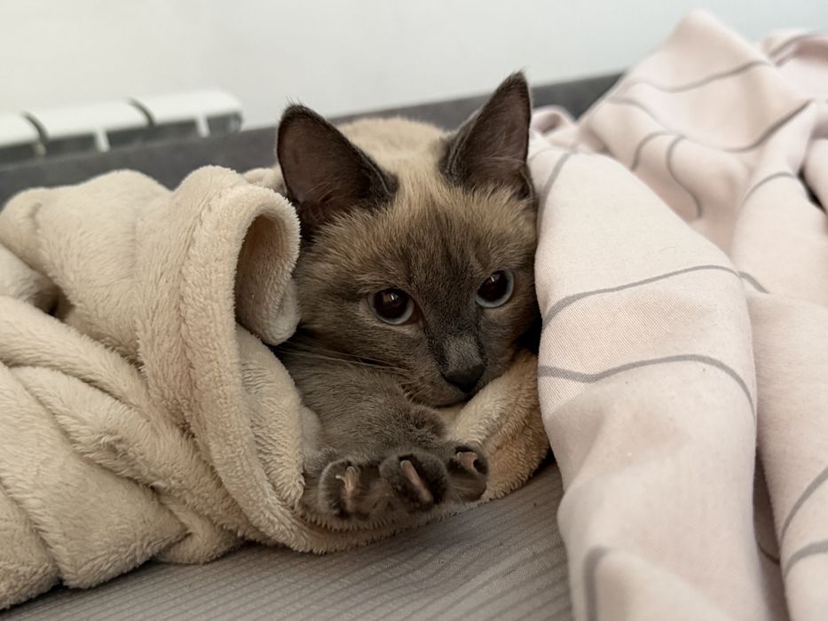 Котенок породы сиамка