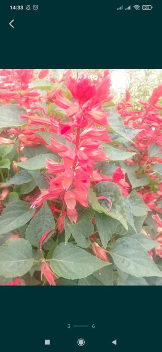 Продам семена цветов Сальвия