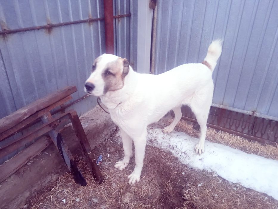 Продается собака алабай