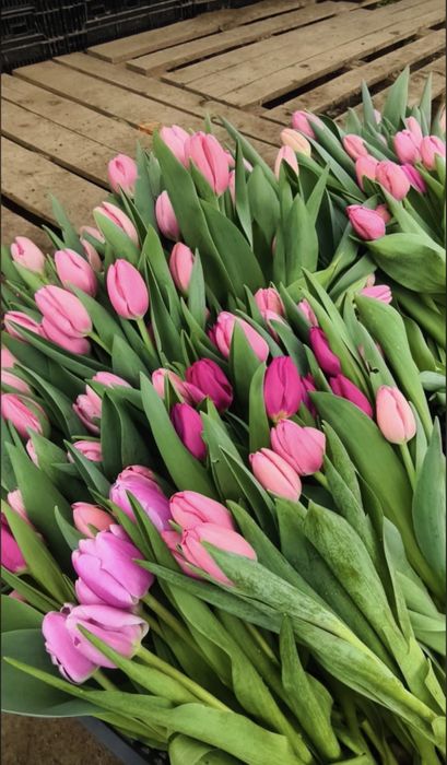 Город Павлодар . Тюльпаны