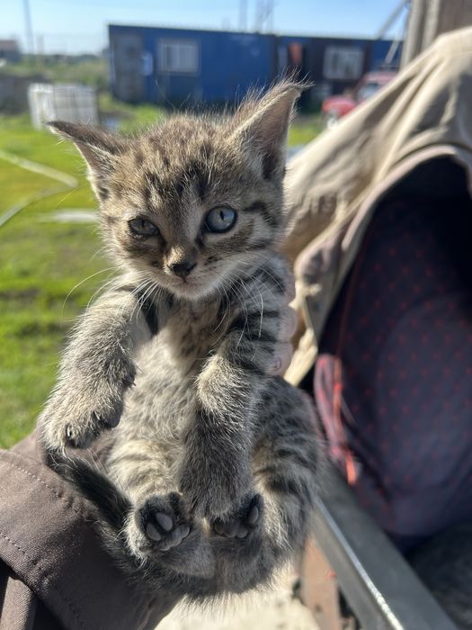 Отдам котят 1 мес косшы