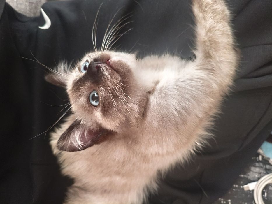 Кошка с лотком наполнителем