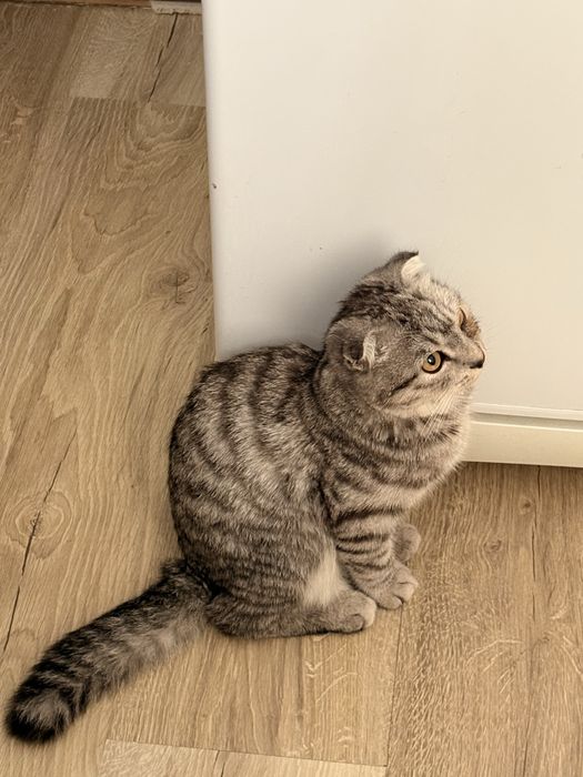 Шотланский веслоухии