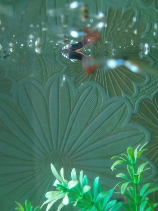 Продам  Королевские гуппи