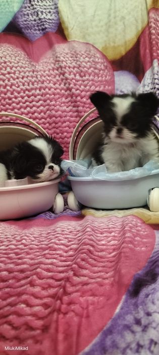 Щенки японского хина.